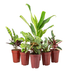 Planta Natural Planta Ornamental Pote 12 Velling