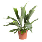 Planta Natural Platycerium Bifurcatum Pote 17 Velling