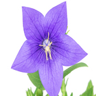 Planta Natural Platycodon Pote 11 Velling