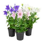 Planta Natural Platycodon Pote 11 Velling