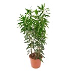 Planta Natural Pleomele Verde Vaso 24 Boa Vista