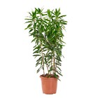 Planta Natural Pleomele Verde Vaso 27 Boa Vista
