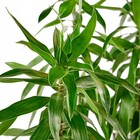Planta Natural Pleomele Verde Vaso 27 Boa Vista