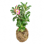 Planta Natural Rosa do Deserto Velling