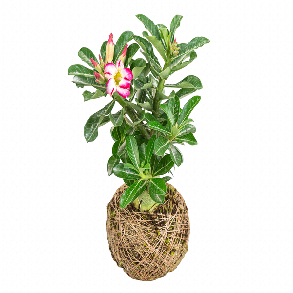Planta Natural Rosa do Deserto Velling