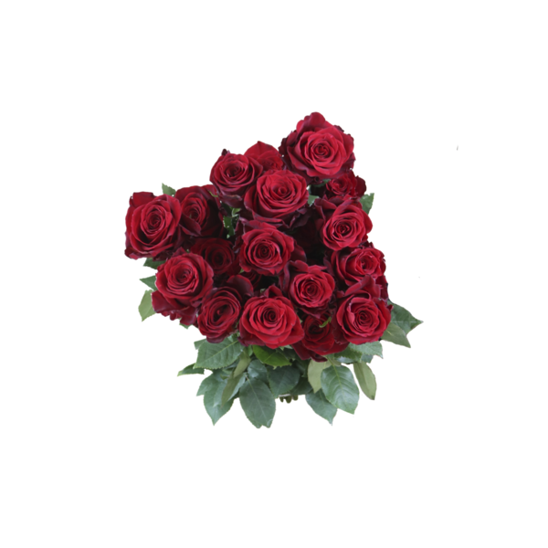 Planta Natural Rosas Colombianas Manaka