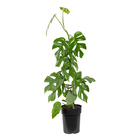 Planta Natural Samambaia Açu PT17 Veiling