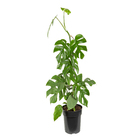 Planta Natural Samambaia Açu PT17 Veiling