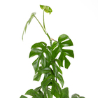 Planta Natural Samambaia Açu PT17 Veiling