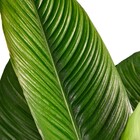 Planta Natural Spatifilus Gigante Vaso 30 Boa Vista