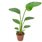 Planta Natural Strelitzia Augusta Pote 17 Velling