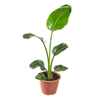 Planta Natural Strelitzia Augusta Pote 24 Velling