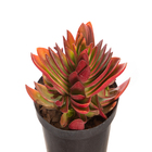 Planta Natural Suculentas Crassula Capitella Pote 11 Velling