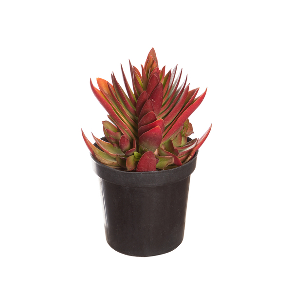 Planta Natural Suculentas Crassula Capitella Pote 11 Velling