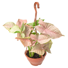 Planta Natural Syngonium Rosa Cuia 21 Velling
