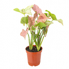 Planta Natural Syngonium Rosa Pote 11 Velling