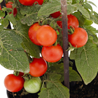 Planta Natural Tomate Pote 14 Velling