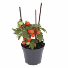Planta Natural Tomate Pote 14 Velling