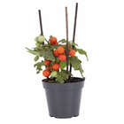 Planta Natural Tomate Pote 14 Velling