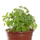 Planta Natural Trigo Catnip PT15 Veiling