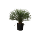 Planta Natural Yuca Rostrata Azul Manaka