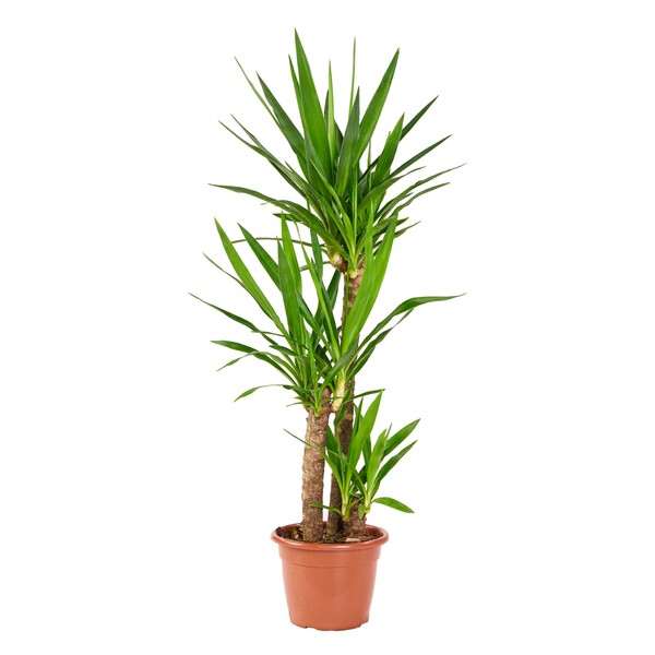 Planta Natural Yuca Vaso 24 Boa Vista