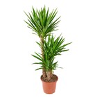 Planta Natural Yuca Vaso 27 Boa Vista