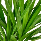 Planta Natural Yuca Vaso 27 Boa Vista