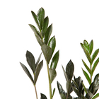 Planta Natural Zamiaculca Velling