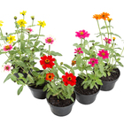 Planta Natural Zinnia Cuia 21 Velling