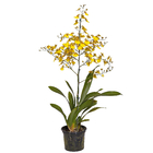 Planta Orquídea Oncidium Pote 14