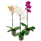 Planta Orquídea Phalaenopsis Pote 15