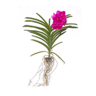 Planta Orquídea Vanda Cesta Vazada