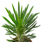 Planta Pachypodium lamerei PT19