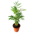 Planta Palmeira Chamaedorea Pote 17