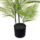 Planta Palmeira Grande Verde Grillo