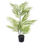 Planta Palmeira Grande Verde Grillo