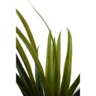 Planta Palmeira Permanente Yuca