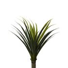 Planta Palmeira Permanente Yuca