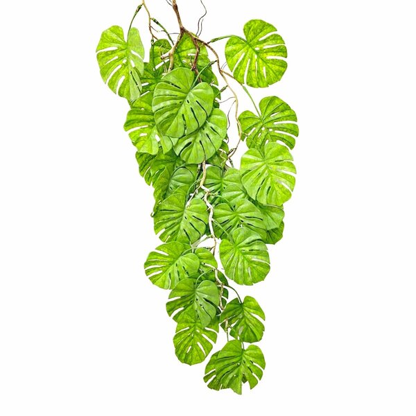 Planta Pendente Permanente Decorativa Costela De Adão Luxo