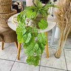 Planta Pendente Permanente Decorativa Costela De Adão Luxo