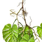 Planta Pendente Permanente Decorativa Costela De Adão Luxo