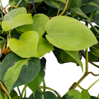 Planta Pendente Variado 1/2 Cuia