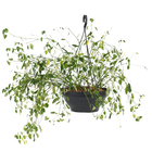 Planta Pendente Variado Cuia 26