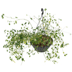 Planta Pendente Variado Cuia 26