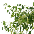 Planta Pendente Variado Cuia 26