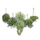 Planta Pendente Variado Cuia 26