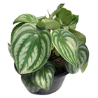 Planta Peperomia Melancia c21