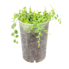 Planta Peperomia Prostata PT12