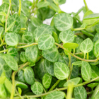 Planta Peperomia Prostata PT12